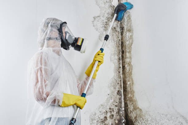 Can Mold Come Back After Remediation?